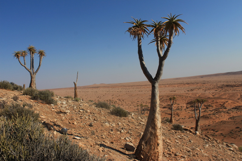 Aloe pillansii (Afrique du Sud) Img_0815