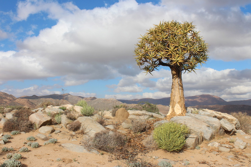 Aloe dichotoma (Afrique du Sud)   Img_1210