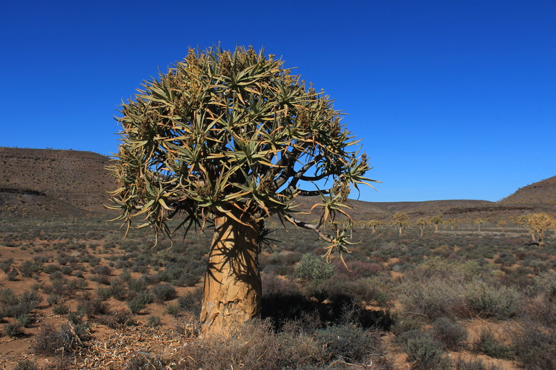 Aloe dichotoma (Afrique du Sud)   Img_1513