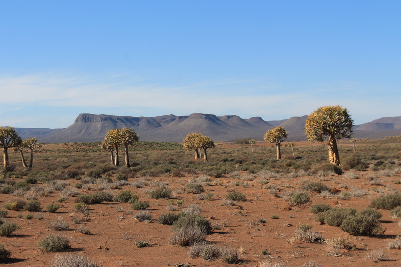 Aloe dichotoma (Afrique du Sud)   Img_1610