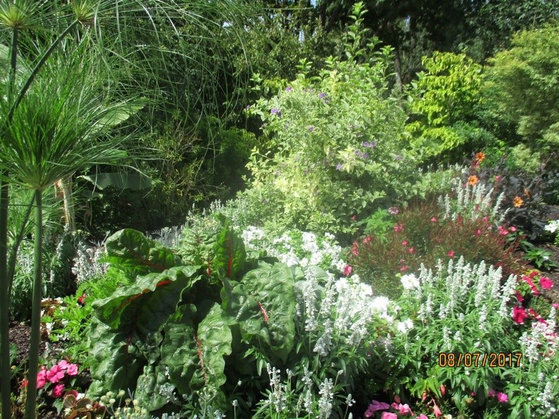 Notre visite à Camifolia (CHEMILLE 49) jardin de plantes médicinales  Camif240