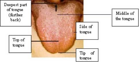 Areas of the tongue used for articulation Theton10