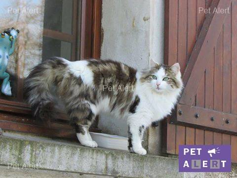 Perdue chatte BELLE à Essômes sur Marne Belle10