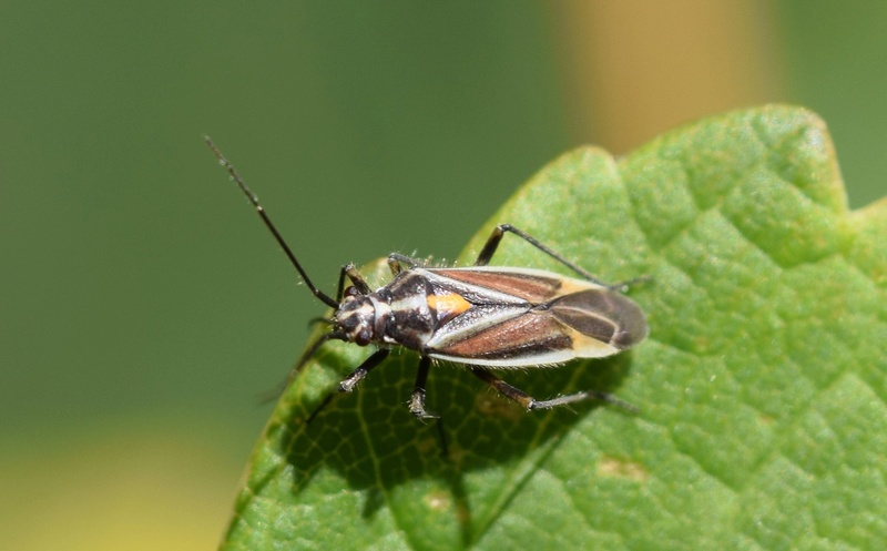 [Horistus orientalis] Miridae 06-25-10