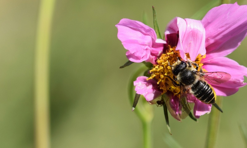 Abeille ? 08-29-13