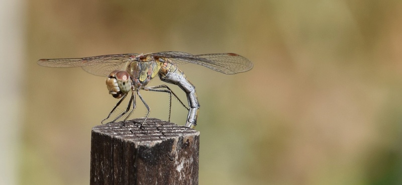 [Sympetrum striolatum] Sympetrum . 09-13-10