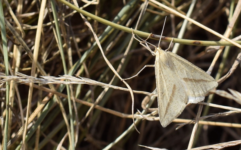 [Aspitates gilvaria] Geometridae 09-18-11