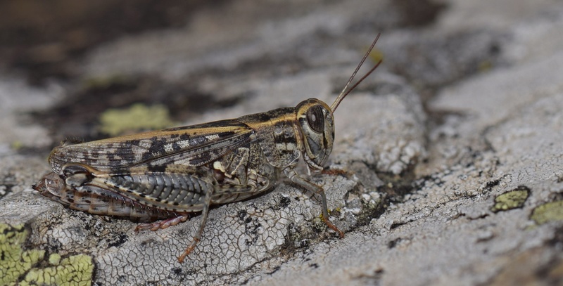 [Calliptamus sp. (italicus/barbarus)] Calliptamus ? 09-18-13