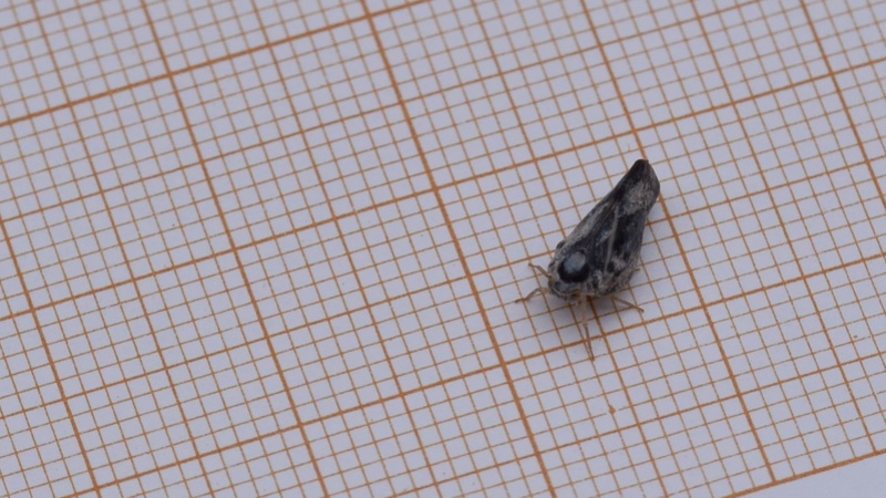 [Metcalfa pruinosa] Cicadelle 09-25-12