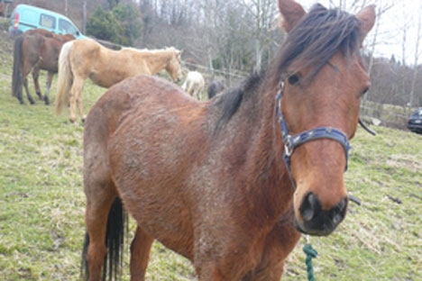 Quinze chevaux et poneys maltraités ont enfin trouvé refuge Gibsy_11