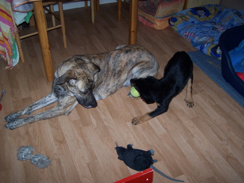 urgent fa pour 2 chiots beauceron Photo_11