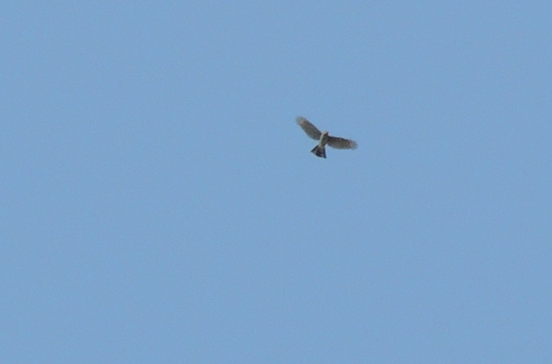 rapace à id - photos prise à Québec Dscn9616