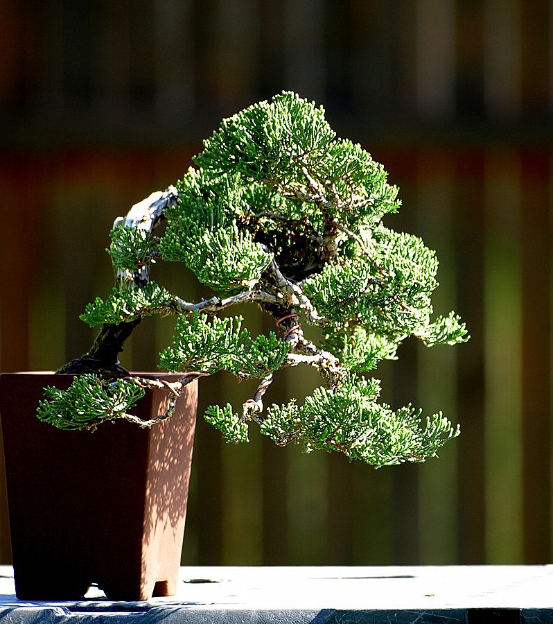 A Few Summer Bonsai Juni1110