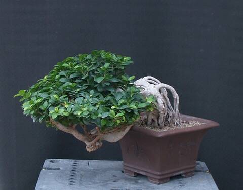 Ficus microcarpa bonsai - Clorofila