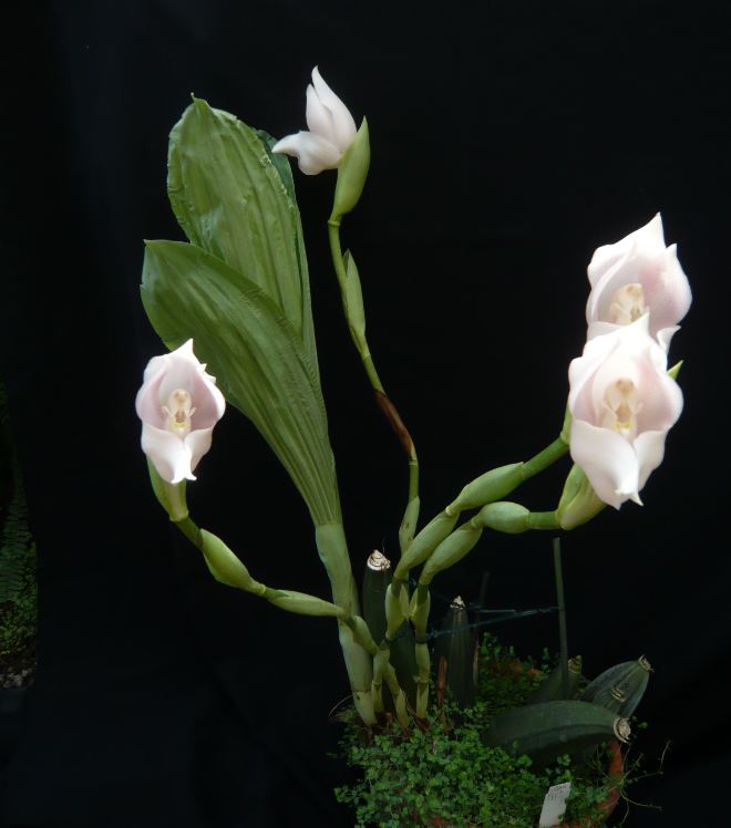 Anguloa virginalis, Orchidaceae | more photos from around 
