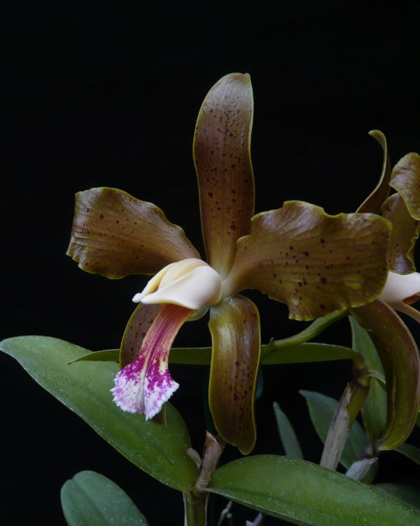 Cattleya granulosa Cattle22