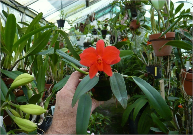 Cattleya ( Sophronitis bicolor ) dichroma  Sophro13