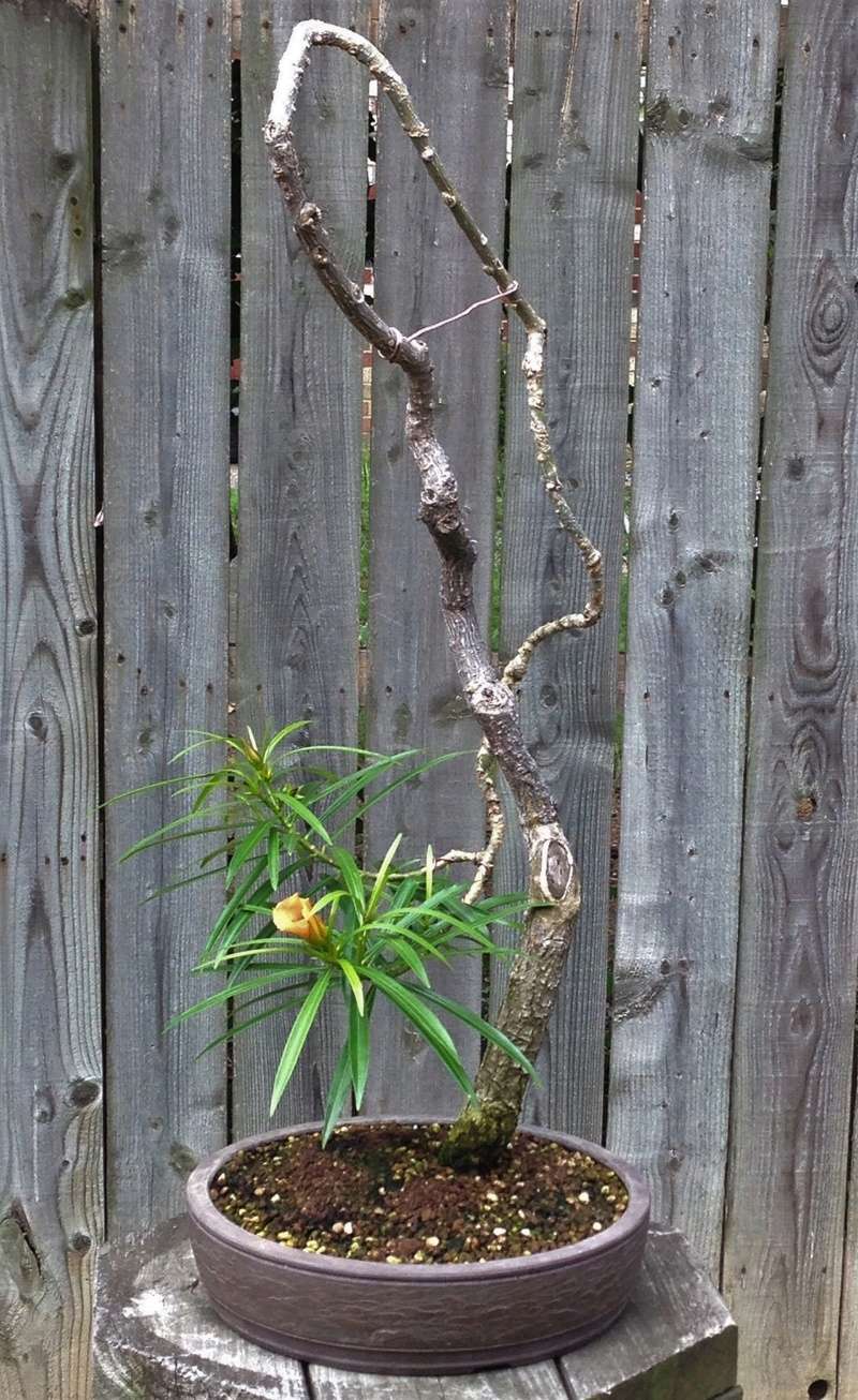 Apricot Oleander, Thevetia peruviana Thevet10