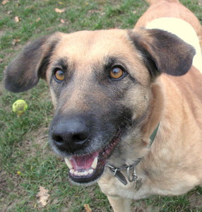 KARINE - x malinois 9 ans - Spa d'Orgeval (78) Karine10