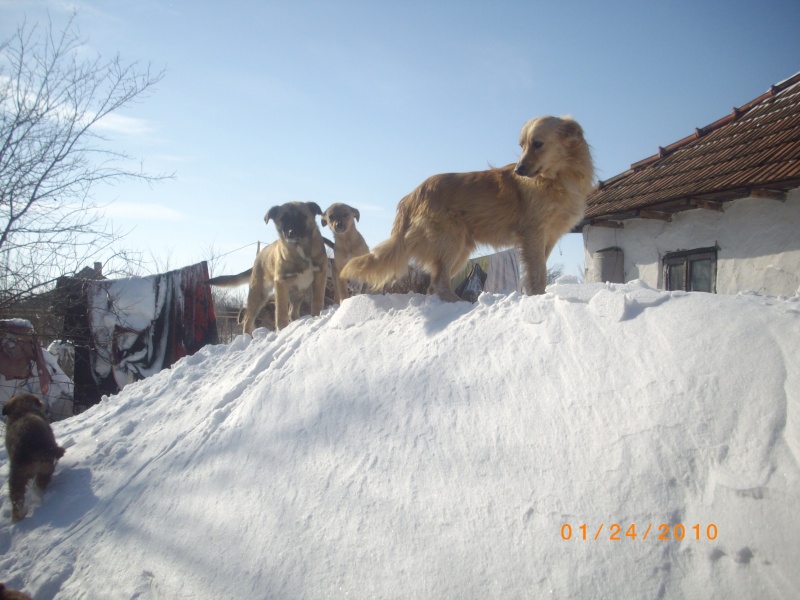 Refuge sous la neige en Roumanie Pictu213