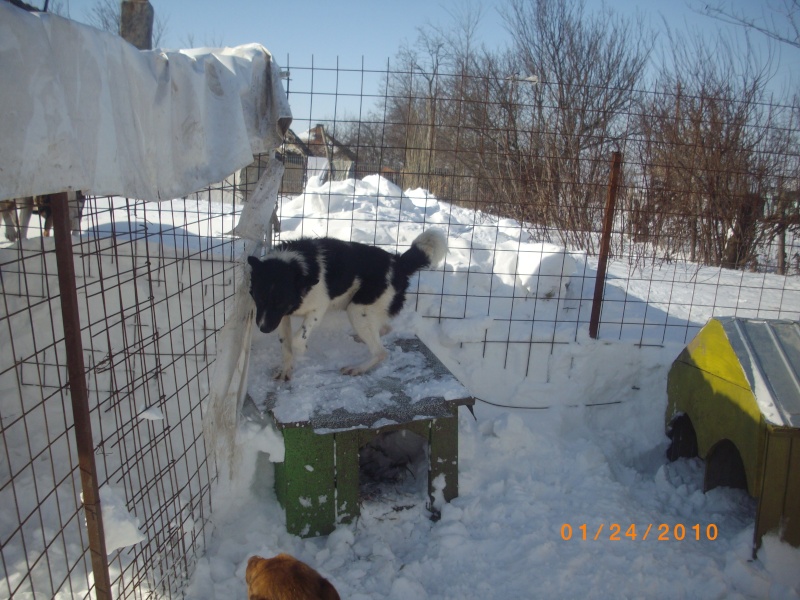 Refuge sous la neige en Roumanie Pictu217