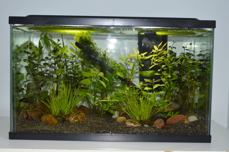 Mes 2 aquariums 10_gal11