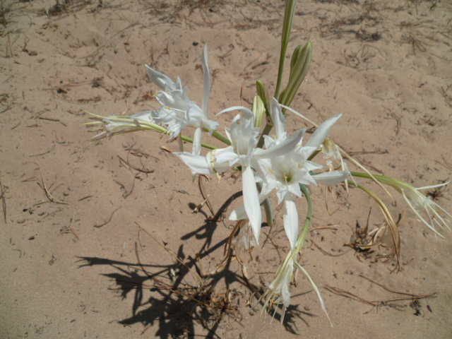 Pancratium maritimum - lys maritime [identification] 1-p10869