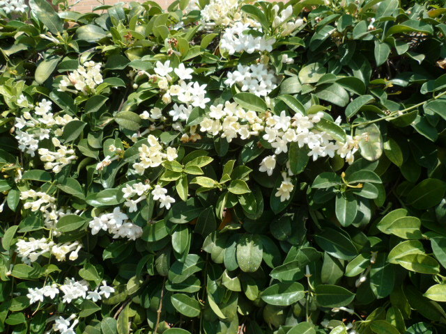 Stephanotis floribunda - jasmin de Madagascar 1-p10876