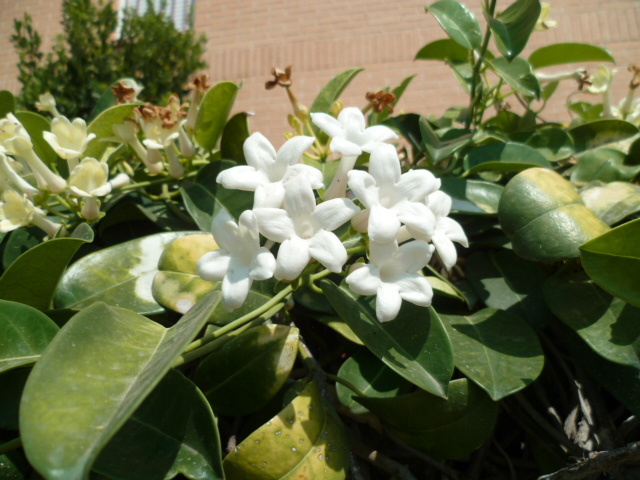 Stephanotis floribunda - jasmin de Madagascar 1-p10879