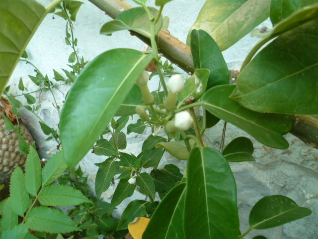 Stephanotis floribunda - jasmin de Madagascar 1-p10883