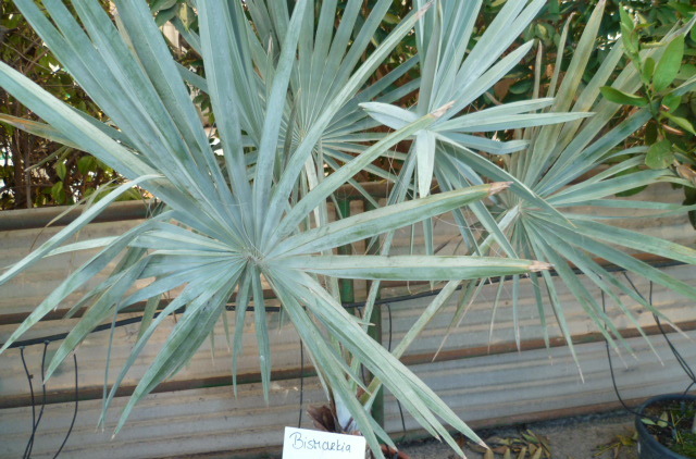 Bismarckia nobilis - palmier bleu de Madagascar 1-p10935