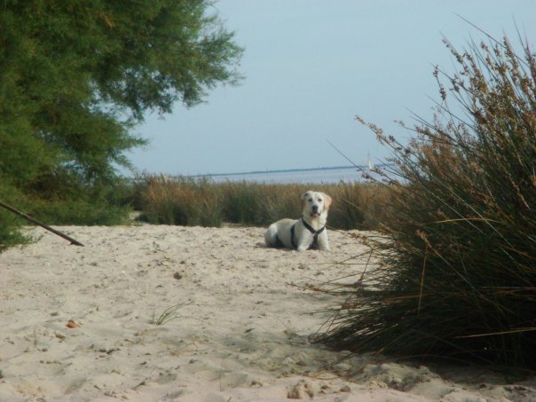 A adopter labrador mâle sable de 15 mois dpt 38 URGENT 7533_114