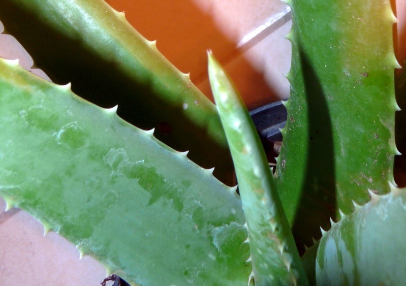 Aloe vera. Aloes10