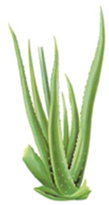 Aloe vera. Aloes210