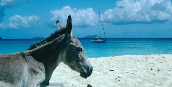 Tu es tranquille sur la plage, quand soudain ..... Ane-pl10