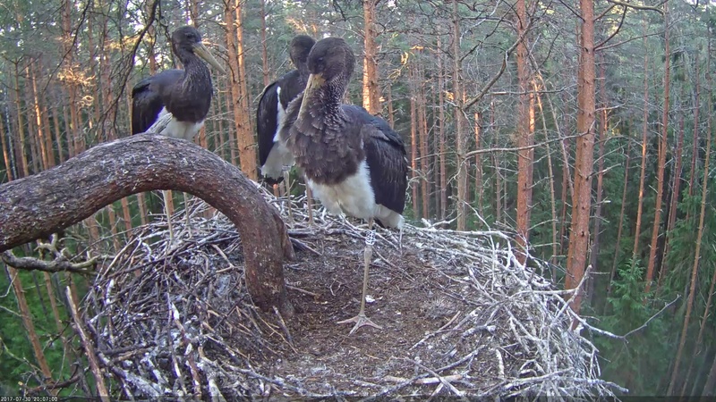 Black Stork Nest 2017 - Page 3 Vlcsna17