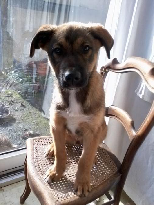 hyper urgent pour un chiot de 3 mois X berger 16600_10