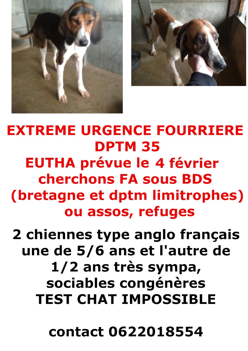 URGENT ! cherchons FA pr 2 chiennes anglo français sauvée de l'euthanasie (35) Anglos12