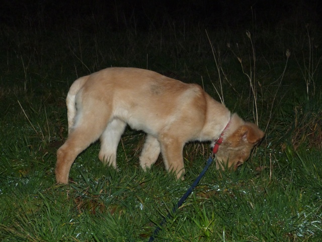 hyper urgent pour un chiot femelle de 3 mois X golden P1120311