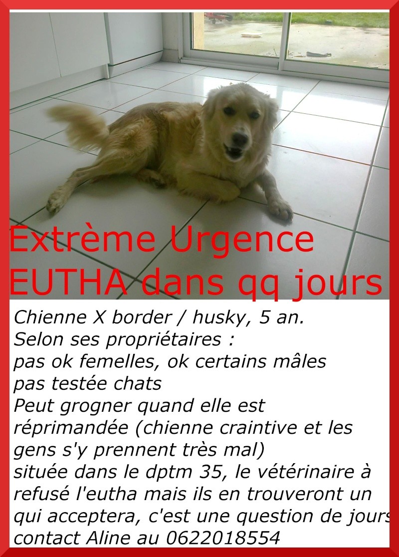 EXTREME URGENCE EUTHA toute proche pour une femelle X border / husky de 5 ans X_bord12