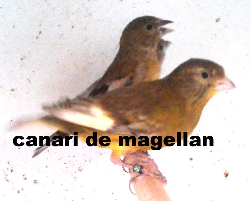 canari de magellan R4 de 2016 R110