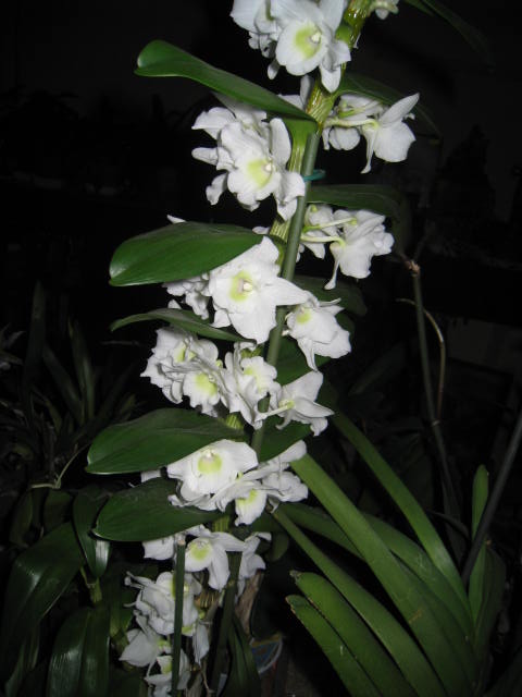 une orchidée de plus - Page 2 Photo_12