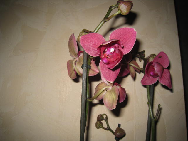 une orchidée de plus - Page 2 Photo_13