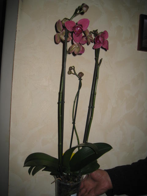 une orchidée de plus - Page 2 Photo_14