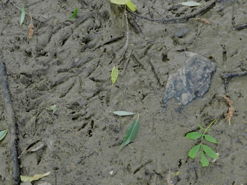 Dans l'Ouest la rivière est à sec (24/06/2017) Vauvyr14