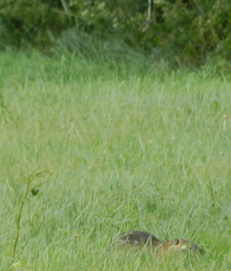 Dans l'Ouest la rivière est à sec (24/06/2017) Vauvyr23