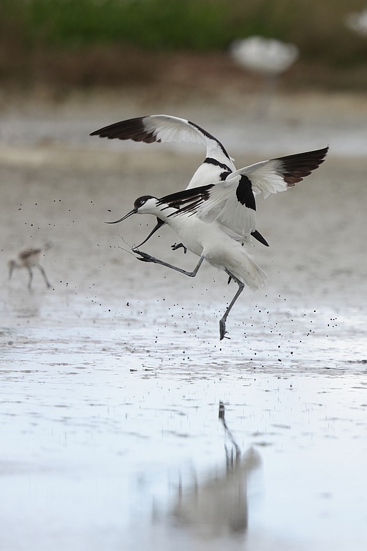 Avocettes élégantes + MAJ avec les petits Avo210