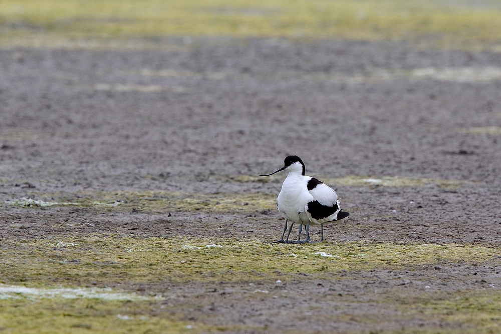 Avocettes élégantes + MAJ avec les petits Avp210