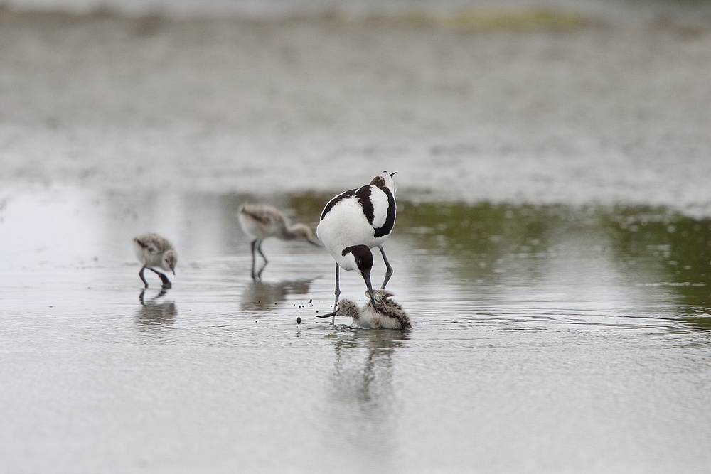 Avocettes élégantes + MAJ avec les petits Avp610