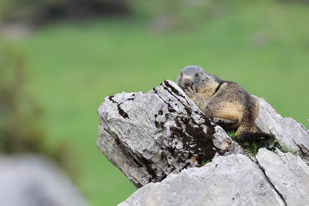 Les marmottes + MAJ du 12/06/2023 et vidéo Marmot10